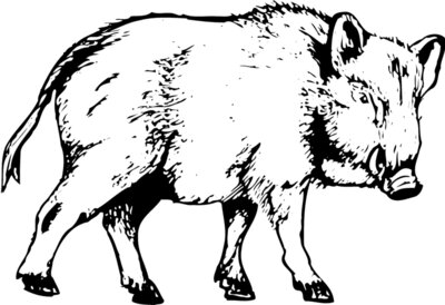 BOAR0003